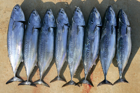 Tonijn in water - Afbeelding 3